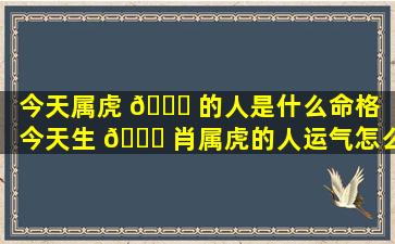 今天属虎 🐞 的人是什么命格（今天生 🐟 肖属虎的人运气怎么样）